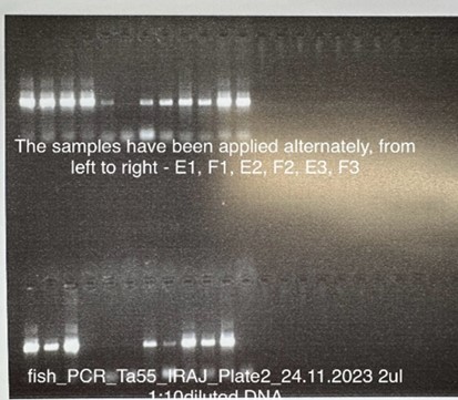 Electrophoresis of PCR product on 1.5% agarose gel