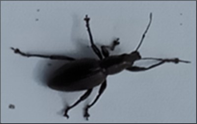 Photo of strawberry vine weevil (By Gladys)