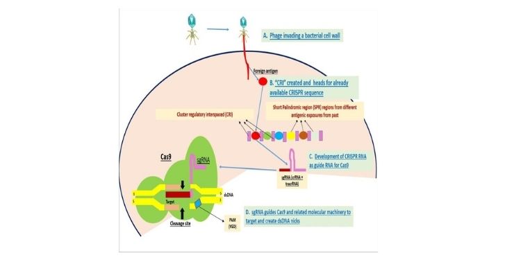 Journal of Obesity Management-Gene therapy