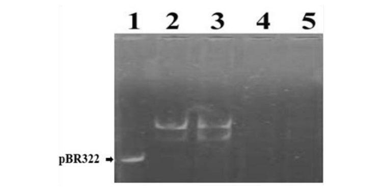 Journal of DNA And RNA Research-DNA damage