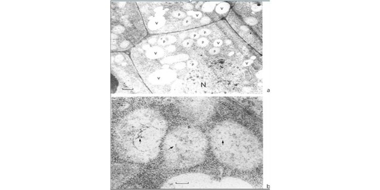 Journal of Plant Cell Development-Linum usitatissimum L