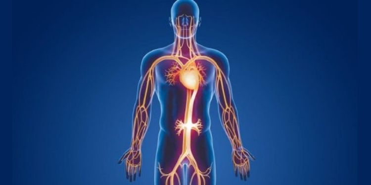 International Physiology Journal-functional state