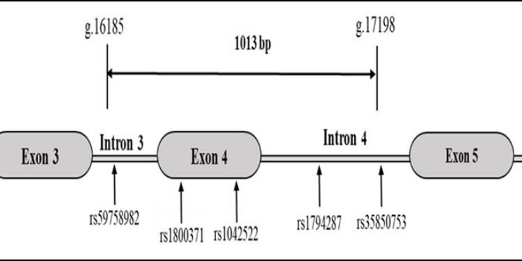 Journal of Cancer Genetics And Biomarkers-TP53 gene