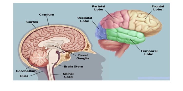 Brain workout