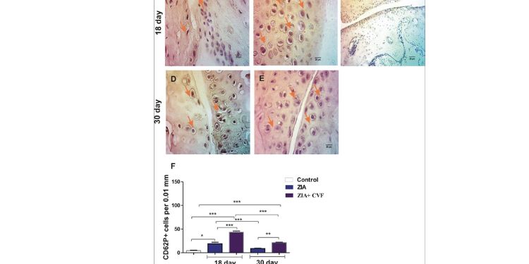 megakaryocytes