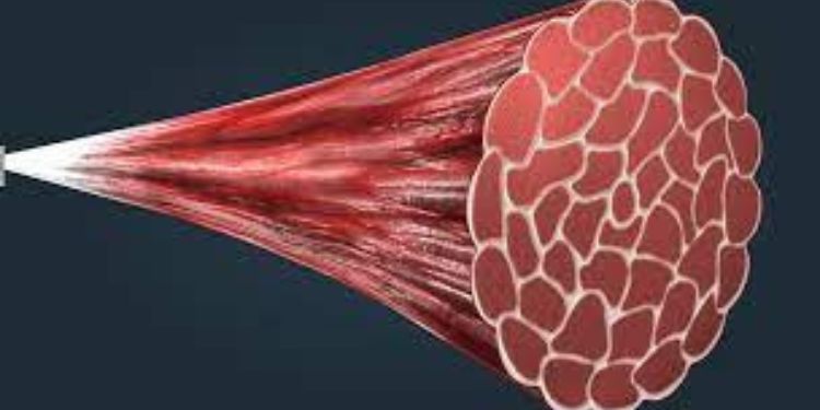 skeletal muscle