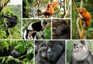 Primates