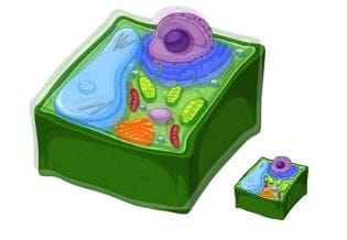 Plant Cell